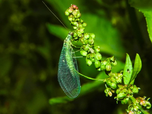 Neuroptera - Recésszárnyúak Neuroptera - Recésszárnyúak