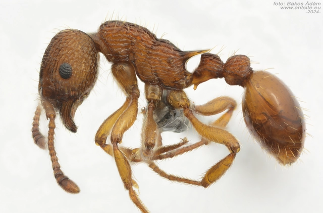 Myrmica sabuleti - gyakori bütyköshangya
