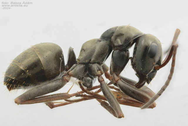 Formica fusca - kormos rabszolgahangya