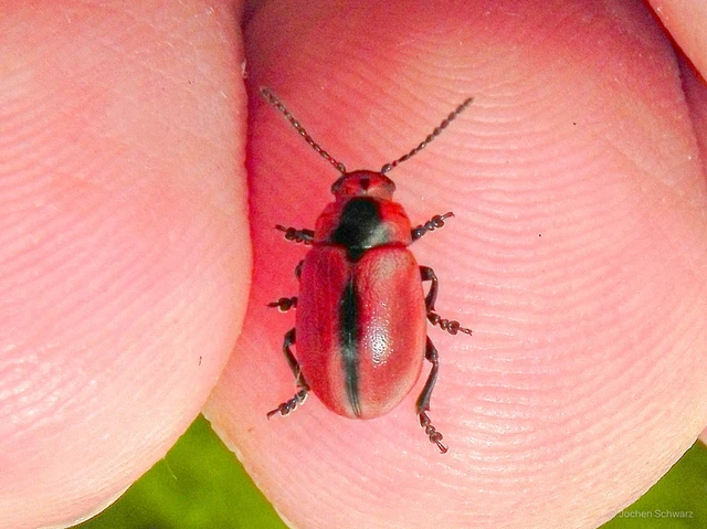 Entomoscelis dorsalis - hérics-honvédbogár