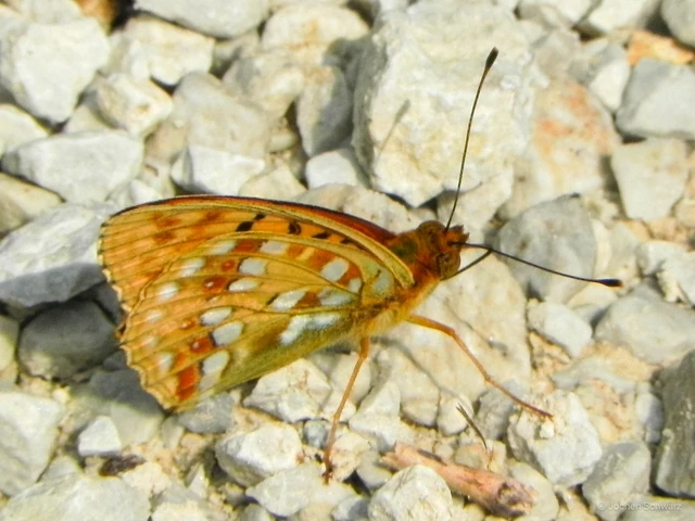 Argynnis adippe - ezüstös gyöngyházlepke
