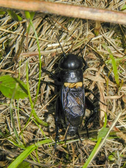 Gryllus campestris - mezei tücsök