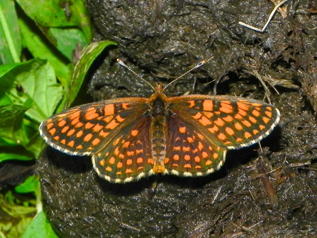 Melitaea athalia/aurelia/britomartis