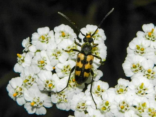 Pachytodes erraticus - rajzos virágcincér