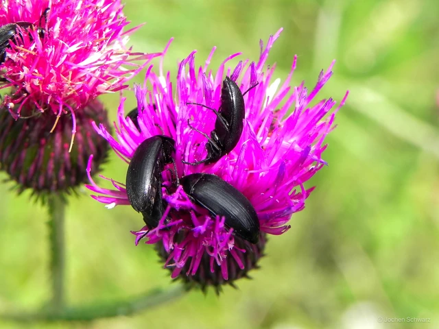 Podonta nigrita - szerecsenbogár