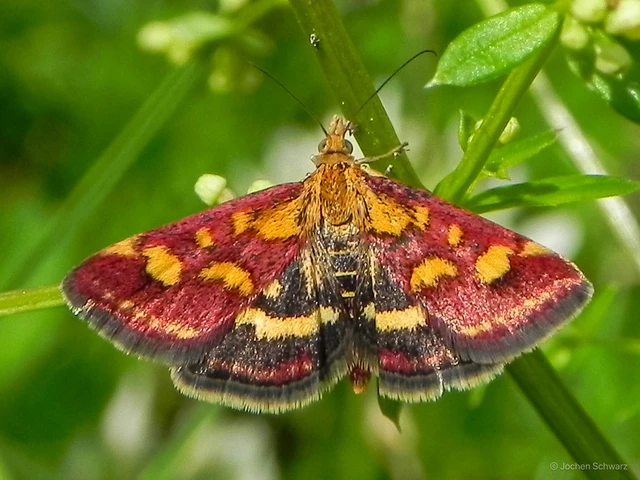 Pyrausta purpuralis - közönséges bíbormoly