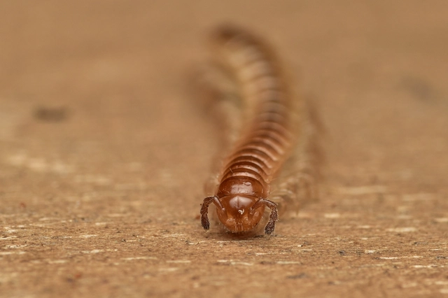 Diplopoda - Ikerszelvényesek