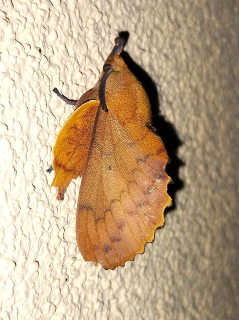 Gastropacha quercifolia - tölgylevélpohók