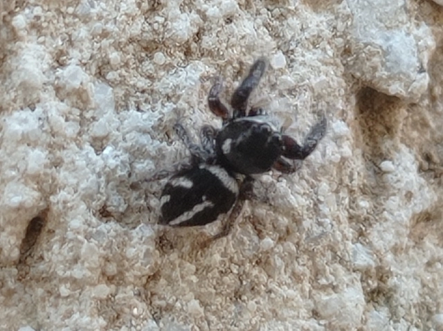 Pellenes nigrociliatus - csigás ugrópók