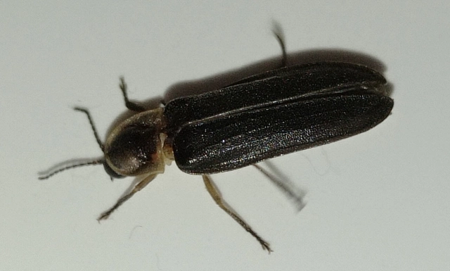 Lampyris noctiluca - nagy szentjánosbogár