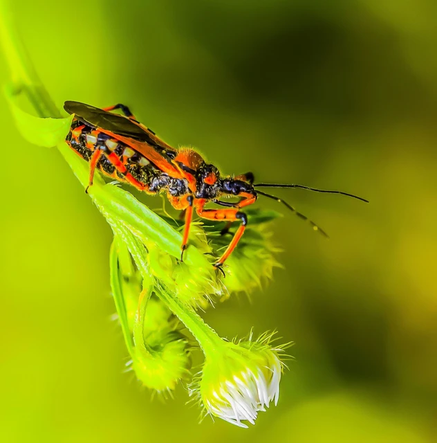 Rhynocoris iracundus - közönséges gyilkospoloska