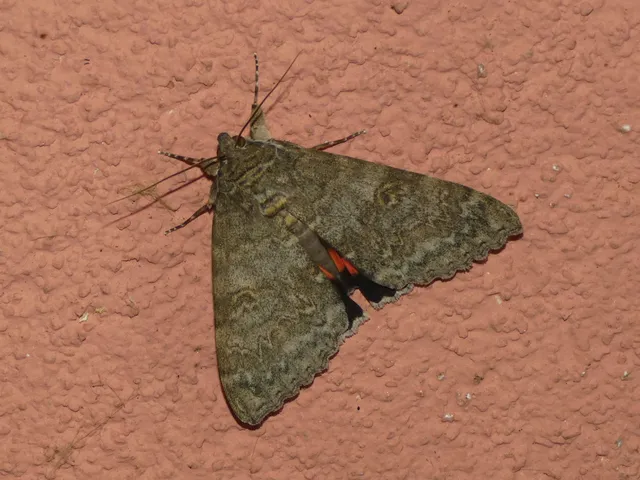 Catocala nupta - piros övesbagoly