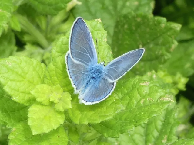 Polyommatus icarus - közönséges boglárka