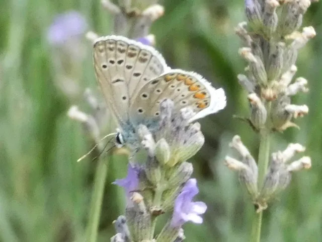 Polyommatus icarus - közönséges boglárka