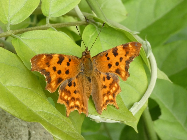 Nymphalis c-album - C-betűs lepke