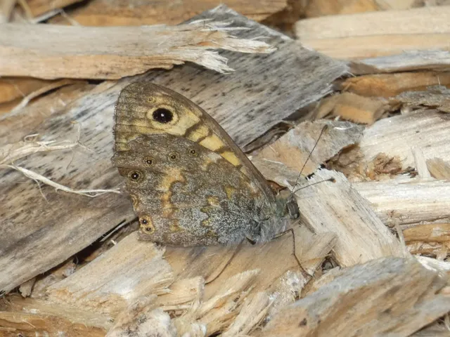 Lasiommata megera - vörös szemeslepke