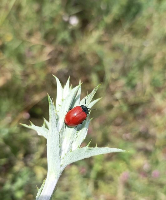 Chrysomela populi - nagy nyárlevelész