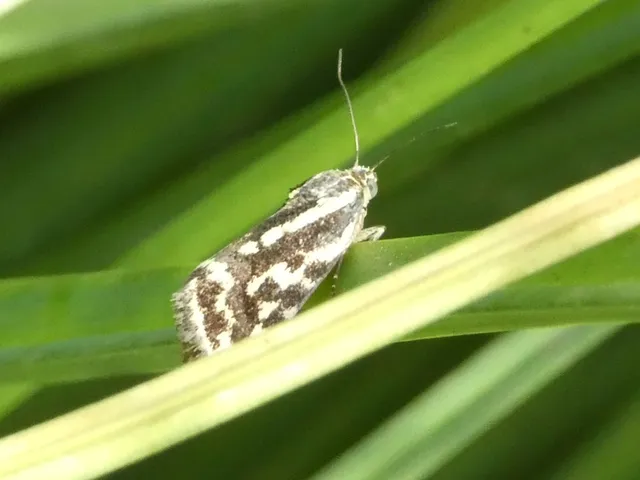 Emmelia trabealis - zebrabagoly