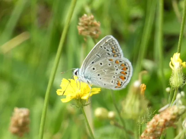 Polyommatus icarus - közönséges boglárka