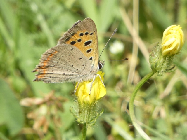 Lycaena phlaeas - közönséges tűzlepke
