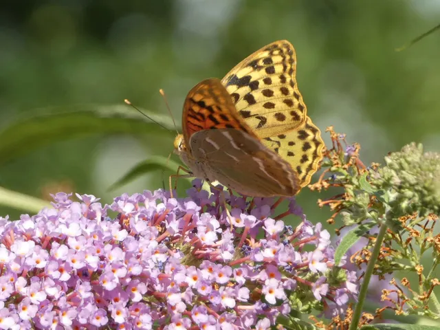 Argynnis pandora - zöldes gyöngyházlepke