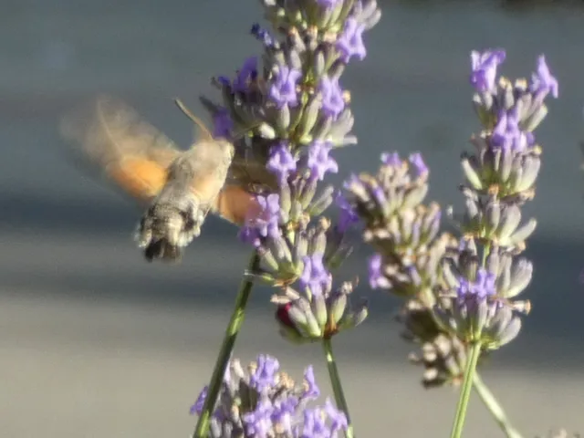 Macroglossum stellatarum - kacsafarkú szender