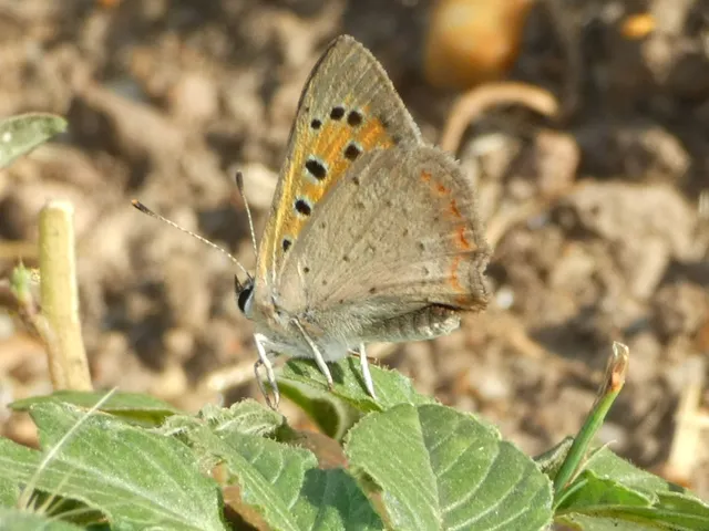Lycaena phlaeas - közönséges tűzlepke