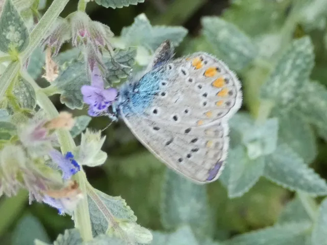 Polyommatus icarus - közönséges boglárka