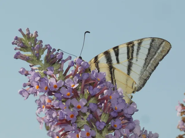 Iphiclides podalirius - kardoslepke