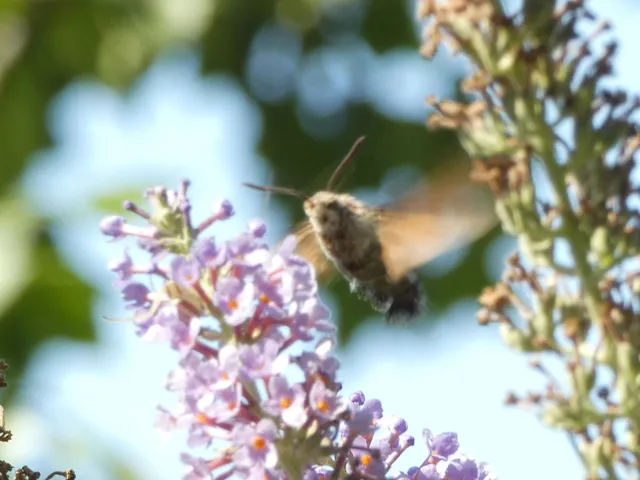 Macroglossum stellatarum - kacsafarkú szender