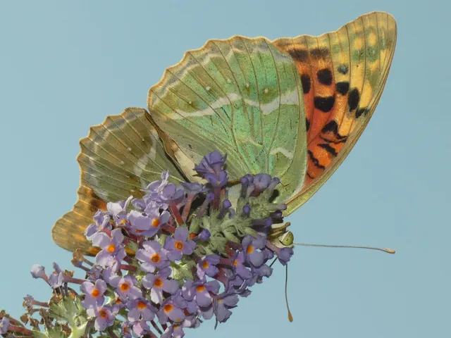 Argynnis pandora - zöldes gyöngyházlepke