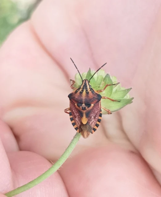 Carpocoris Carpocoris