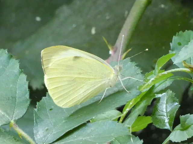 Pieris brassicae - káposztalepke