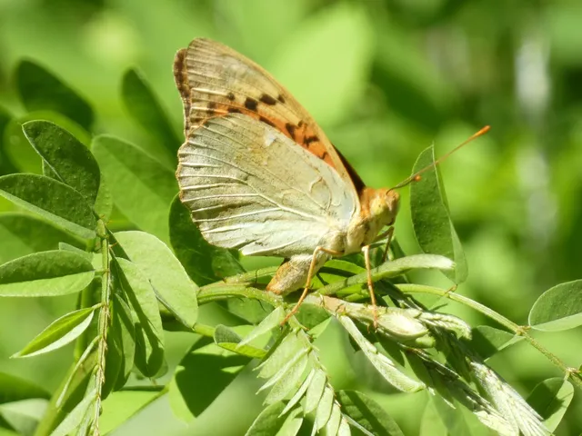 Argynnis pandora - zöldes gyöngyházlepke