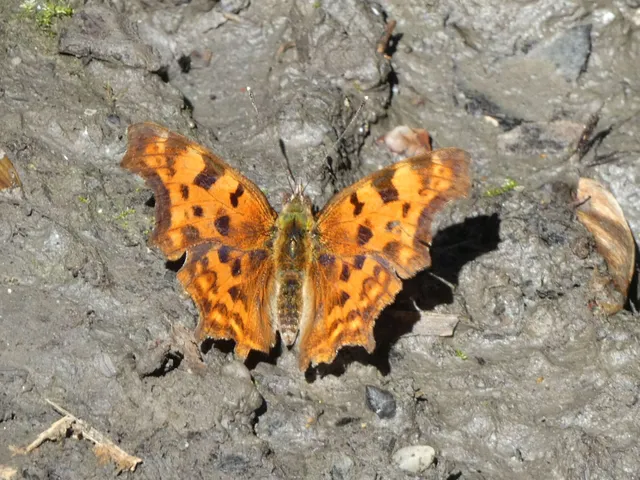 Nymphalis c-album - C-betűs lepke