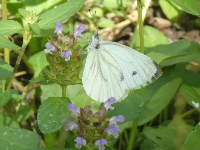 Pieris napi - repcelepke