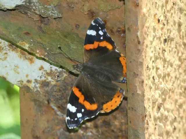 Vanessa atalanta - atalantalepke
