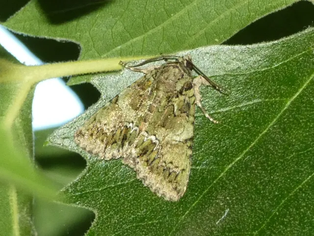 Polyphaenis sericata - selyemfényű erdeibagoly