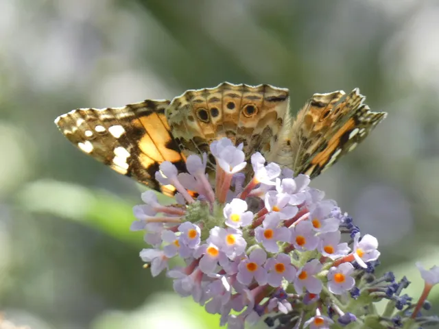 Vanessa cardui - bogáncslepke