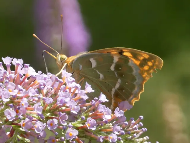 Argynnis pandora - zöldes gyöngyházlepke