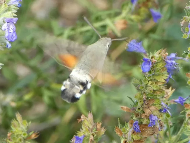 Macroglossum stellatarum - kacsafarkú szender
