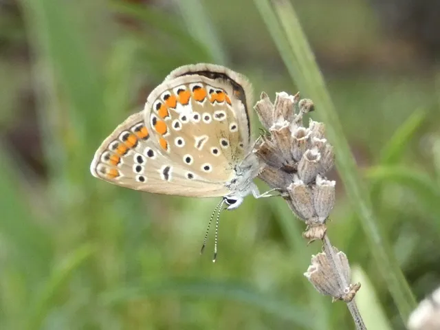 Polyommatus icarus - közönséges boglárka