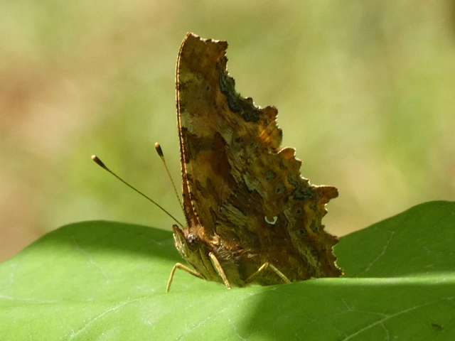 Nymphalis c-album - C-betűs lepke