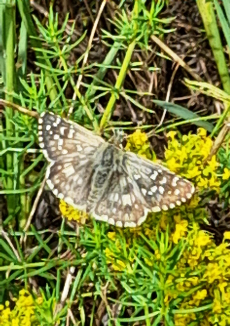 Pyrgus armoricanus - feles busalepke