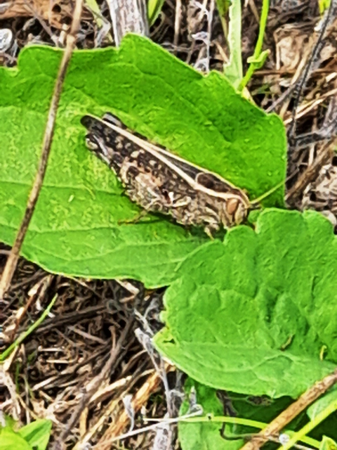Calliptamus italicus - olaszsáska