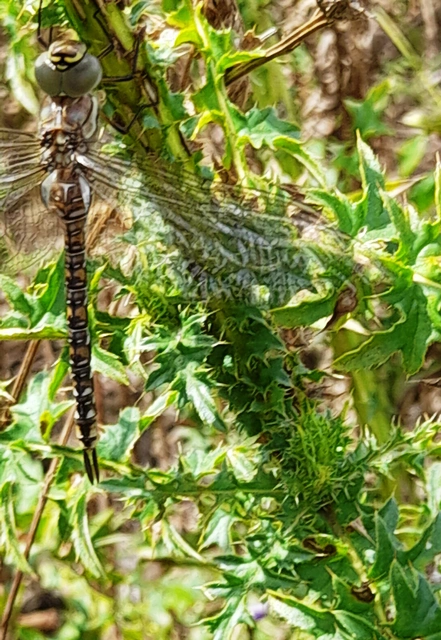 Aeshna mixta - kései karcsúacsa