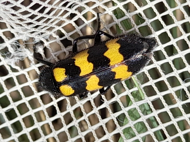Mylabris variabilis - szalagos hólyaghúzó Mylabris variabilis - szalagos hólyaghúzó