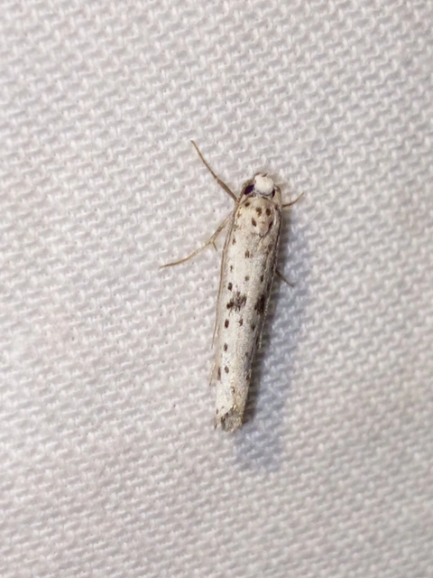 Yponomeuta plumbella - pókhálós bengemoly