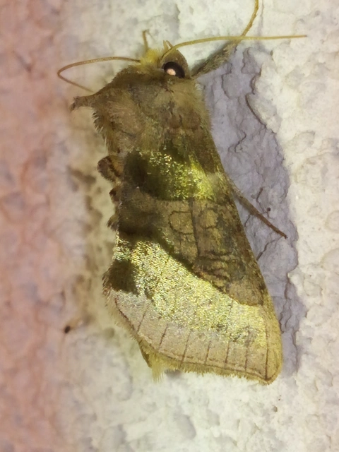 aranybagoly - Diachrysia chrysitis