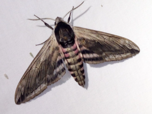 Sphinx ligustri - fagyalszender